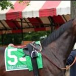 Debuta en La Rinconada una nieta materna del semental Bernardini