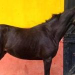 El estreno de la potra que genera interés en La Rinconada