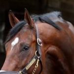 Kentucky Derby: ¡Silent Tactic, fuera! Conoce los detalles de su retiro