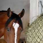 Llega el primer contendiente para la edición 151 de la segunda corona