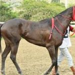 Mira esta yegua que se perfila como la imperdible del domingo en la carrera de los acumulados de la R18