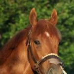 ¿Podría repetirse la hazaña con The Puma de Gustavo Delgado?