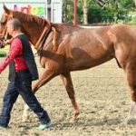 Violent Queen busca repetir la historia de su hermana paterna en La Rinconada