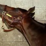 ¡Te sorprenderás! La estadística que une a Sovereignty y Golden Tempo, los dos últimos ganadores del Kentucky Derby (G1)