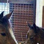 318 yearlings criados en New York serán ofrecidos en la subasta de Fasig-Tipton en agosto