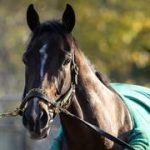 Conoce los detalles del trabajo del Caballo de Año en Saratoga
