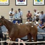 El agente venezolano Pedro Lanz hace historia en Fasig-Tipton tras adquirir purasangre por un récord de $2.000.000