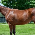 Hija de Gun Runner y Flightline se enfrentan en la carrera de apertura del sábado en Saratoga