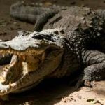 Imágenes del caimán que causó miedo en sector de La Lagunita en El Hatillo