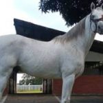 Nueva joya de Constructor White lista para debutar y retar a las favoritas en el 5y6