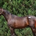 Un potro hijo del dos veces Caballo del Año, Equinox, fue adquirido por $2.5 millones