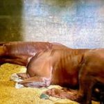Caballo argentino hace su estreno en 1.400 metros de La Rinconada