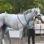 White Abarrio es retirado de las pistas tras el Whitney Stakes (G1)